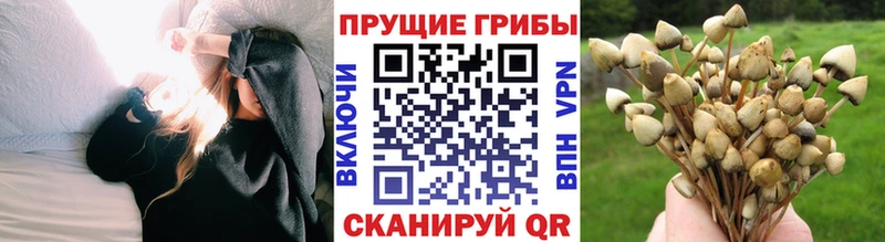 купить   Миньяр  Галлюциногенные грибы Cubensis 